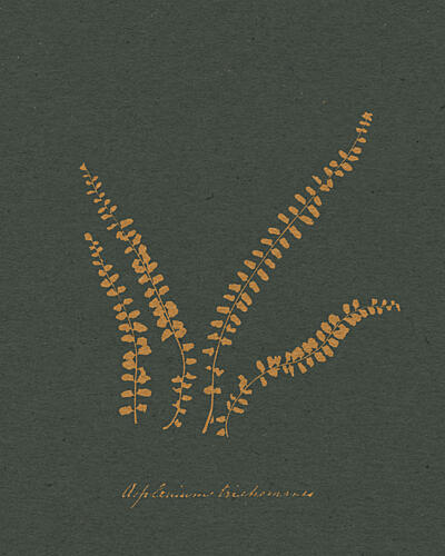 Golden Fern Illustration Doré reproduction