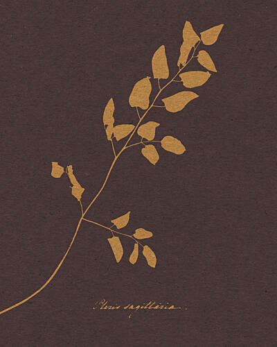 Elegant Botanical Fern Art Print by Wild Violets