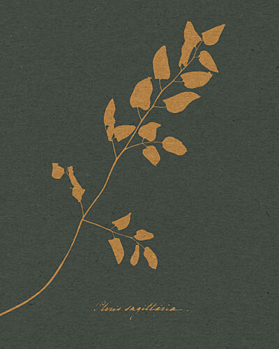 Golden Fern Silhouette Doré reproduction