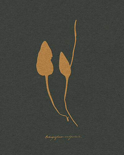 Elegant Plant Silhouettes Art Print by Wild Violets