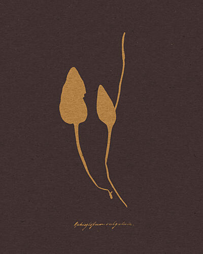 Golden Botanical Silhouettes Doré reproduction