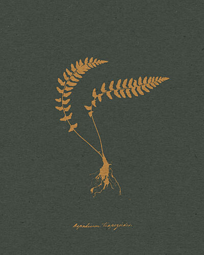 Golden Fern Botanical Study Doré reproduction