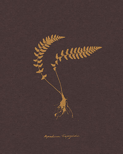 Golden Fern Botanical Study Doré reproduction