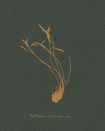 Golden Botanical Illustration Doré reproduction