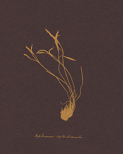 Golden Botanical Study Doré reproduction