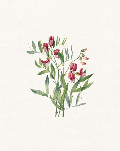 Vibrant Sweet Pea Art Print by Wild Violets