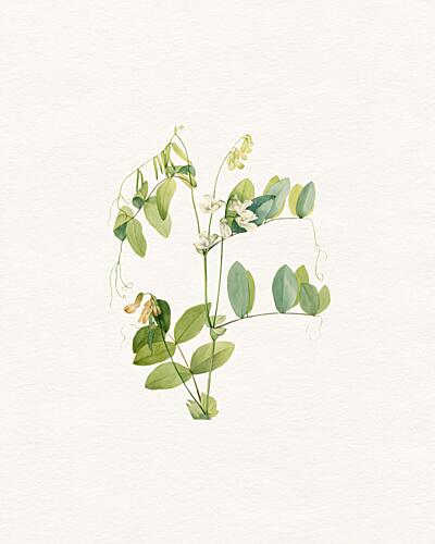 Delicate Botanical Study Art Print by Wild Violets