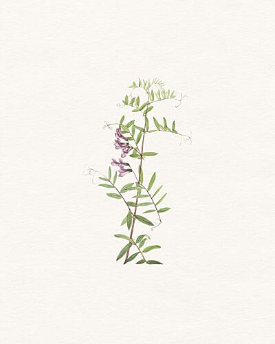 Wild Purple Flowers Art Print