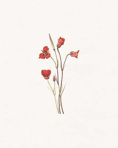 Delicate Red Blooms Art Print by Wild Violets