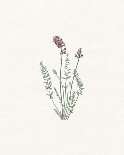 Delicate Botanical Illustration Art Print by Wild Violets