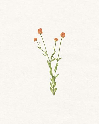 Simple Orange Blooms Art Print by Wild Violets
