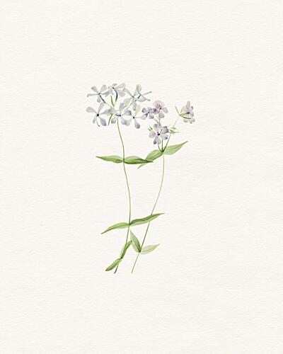 Delicate Watercolor Phlox Art Print by Wild Violets
