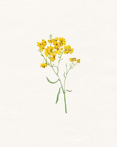 Delicate Yellow Blooms Art Print by Wild Violets