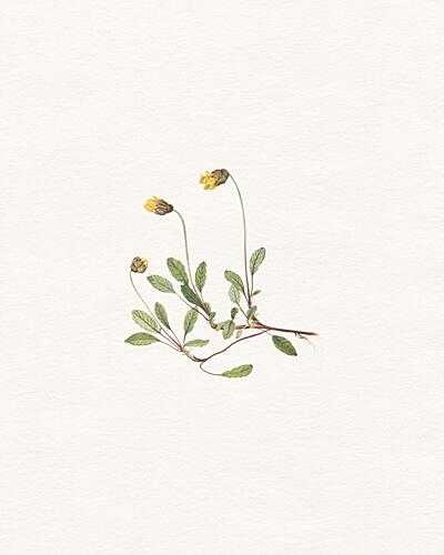 Minimalist Botanical Study Minimaliste reproduction
