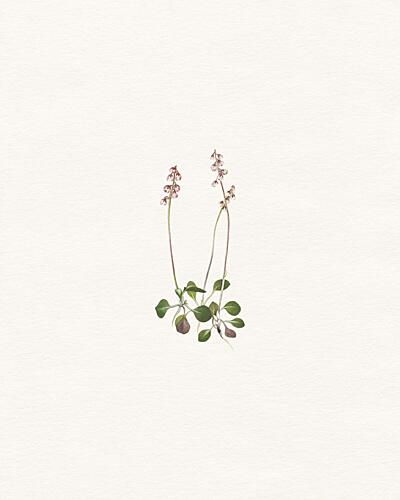 Delicate Botanical Study Art Print by Wild Violets