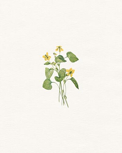 Delicate Yellow Flowers Art Print by Wild Violets