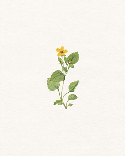 Yellow Botanical Flower Art Print by Wild Violets