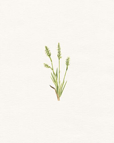 Delicate Green Plant Art Print by Wild Violets