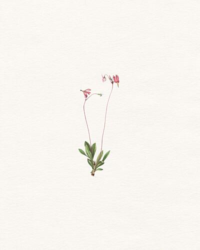 Delicate Pink Botanical Art Print by Wild Violets