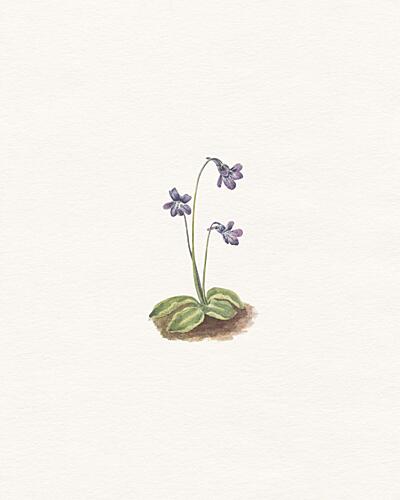 Delicate Purple Bloom Art Print by Wild Violets