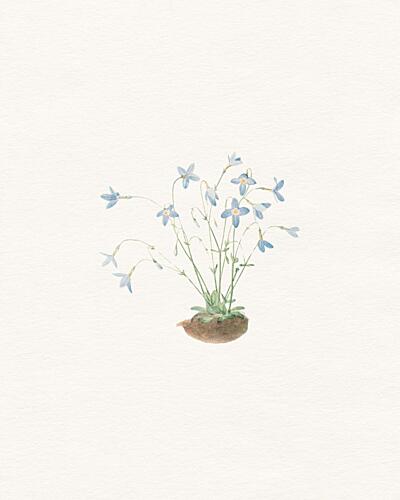Delicate Blue Flowers Art Print by Wild Violets
