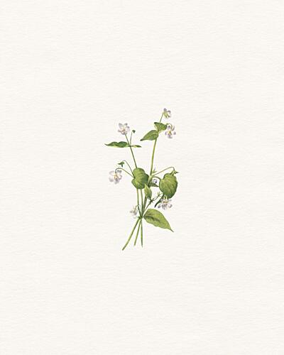 Delicate Wildflower Stems Art Print by Wild Violets