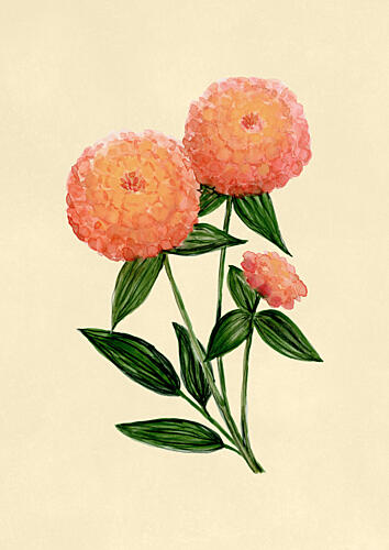 Warm Peach Zinnias Art Print
