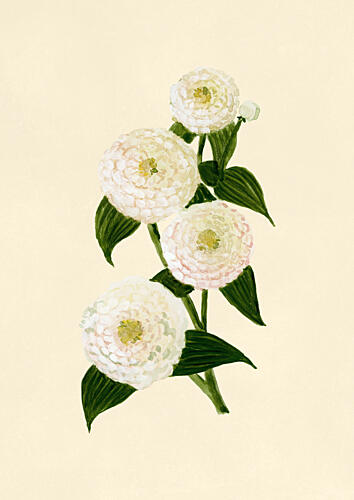 Elegant White Blooms Art Print
