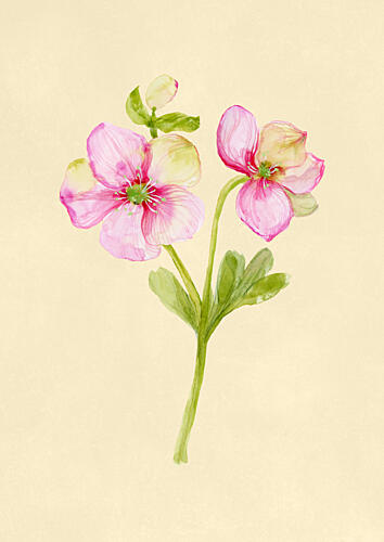 Soft Pink Hellebore Art Print