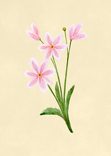 Delicate Pink Blossoms Art Print