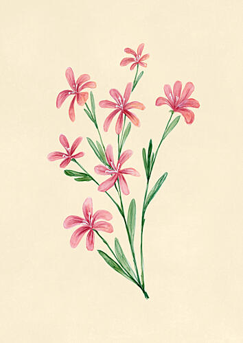 Soft Pink Blossoms Art Print