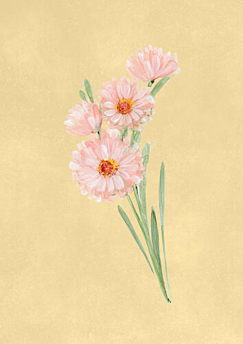 Delicate Pink Daisies Art Print