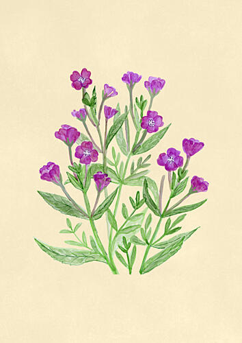 Purple Watercolor Blooms Aquarelle reproduction
