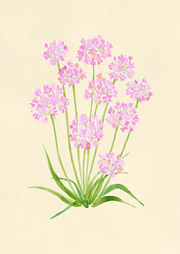 Pink Watercolor Flowers Aquarelle reproduction