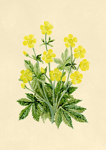 Yellow Buttercup Bouquet Art Print