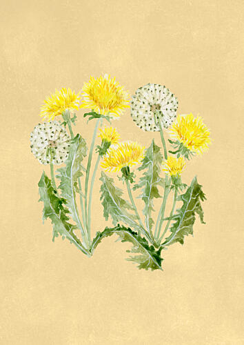 Dandelion Yellow and White Art Print