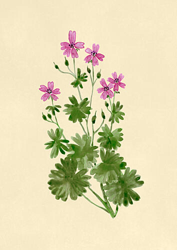 Delicate Pink Botany Art Print