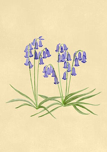 Spring Bluebells Art Print