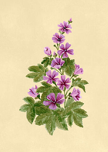 Delicate Purple Mallow Blooms Art Print