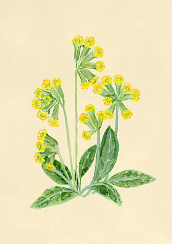 Yellow Cowslip Blooms Art Print