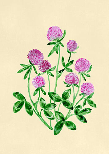 Pink Clover Blooms Art Print