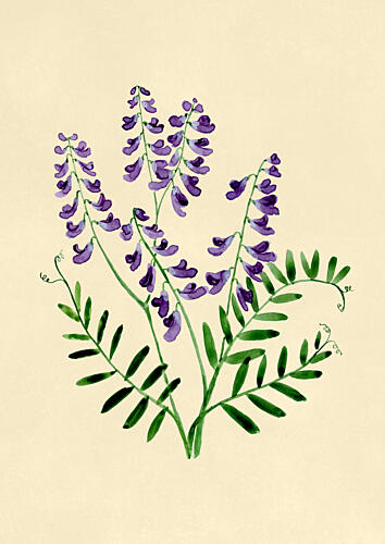 Botanical Purple Blooms Art Print