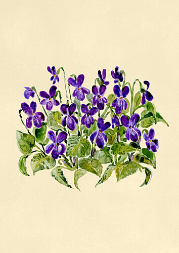 Delicate Purple Violets Art Print