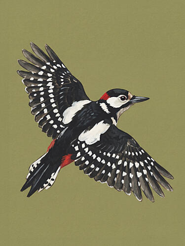 Great Spotted Woodpecker Flight Art Print