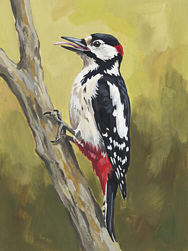 Vibrant Woodpecker Perched Art Print