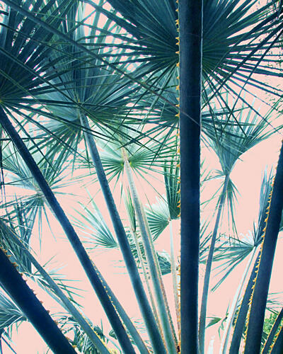 Serene Tropical Palm View Art Print
