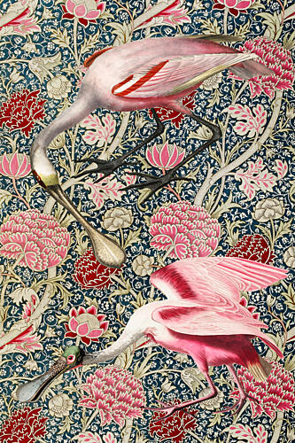 Roseate Spoonbills Botanical Art Print