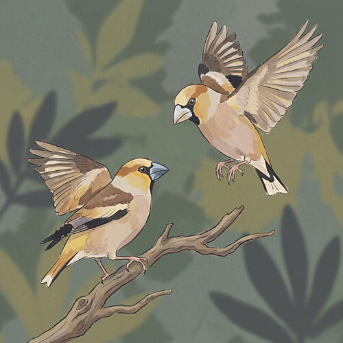 Hawfinches in Woodland Art Print