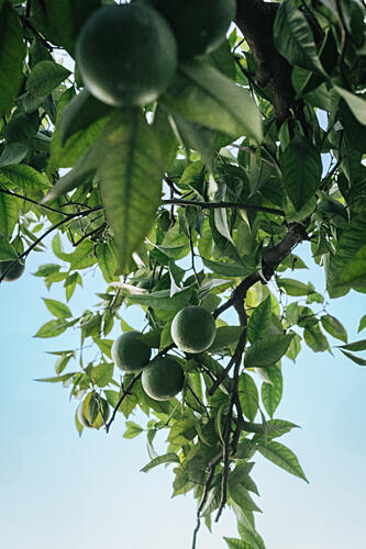 Green Fruit Tree Art Print by Aimee Giles