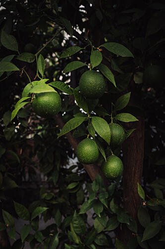 Lush Green Fruits Art Print by Aimee Giles